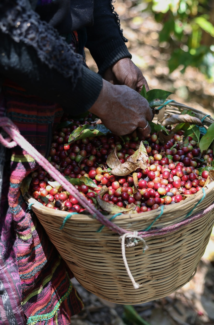 DOMA Coffee Roasting Company