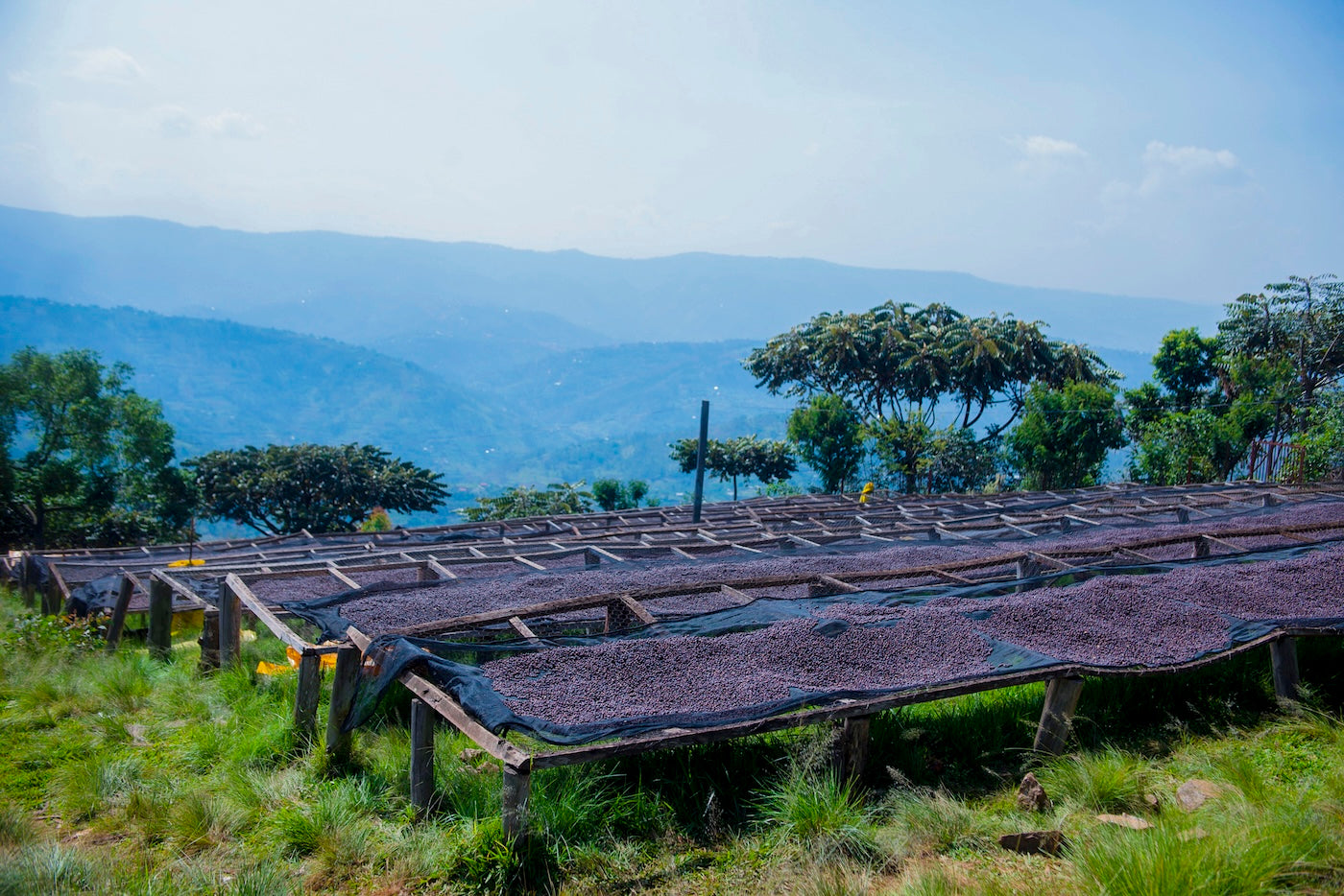 DOMA Coffee Roasting Company