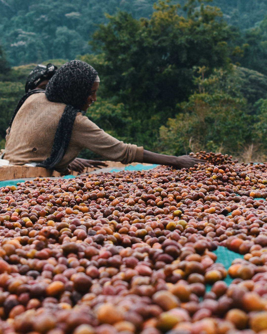 DOMA Coffee Roasting Company