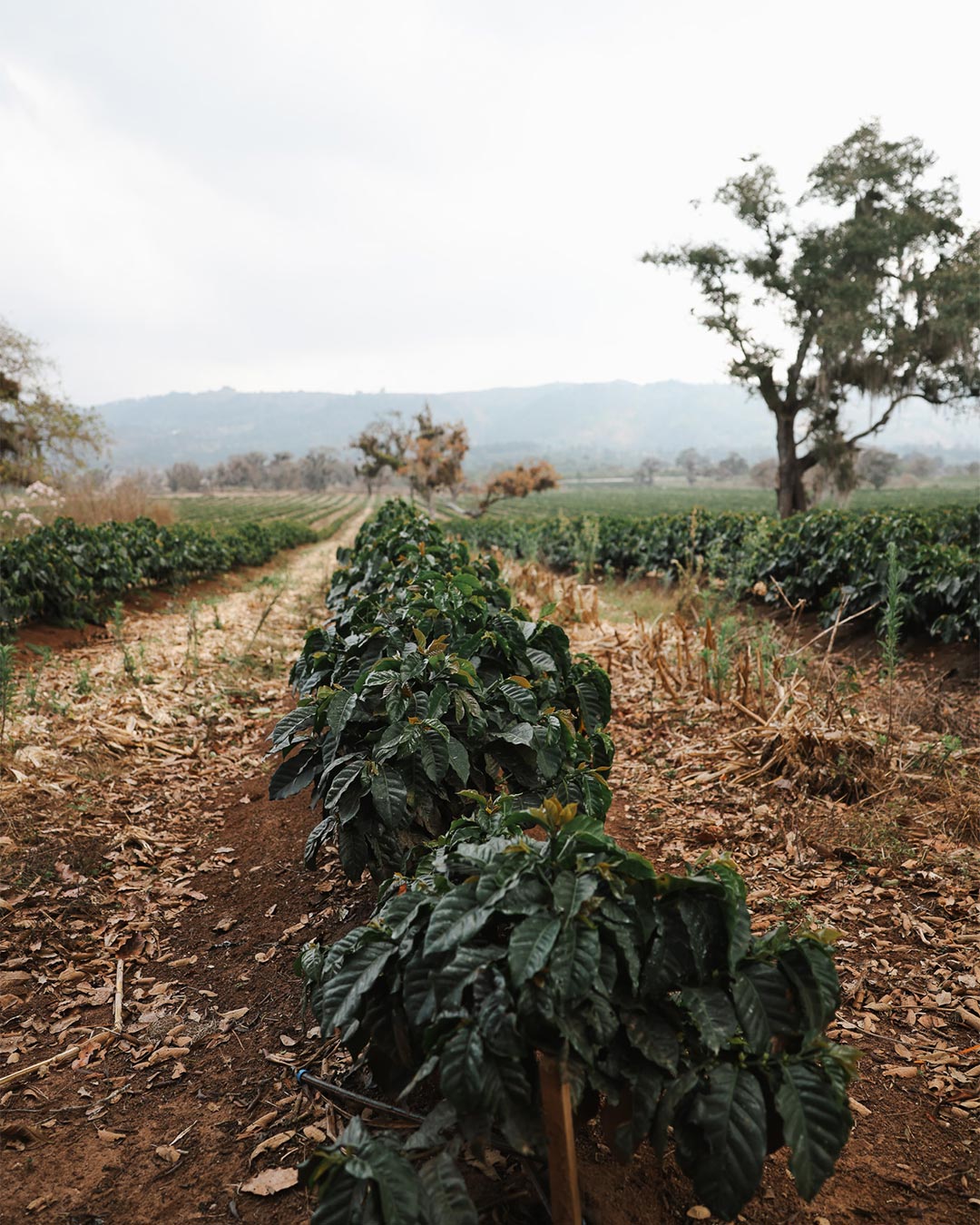 DOMA Coffee Roasting Company