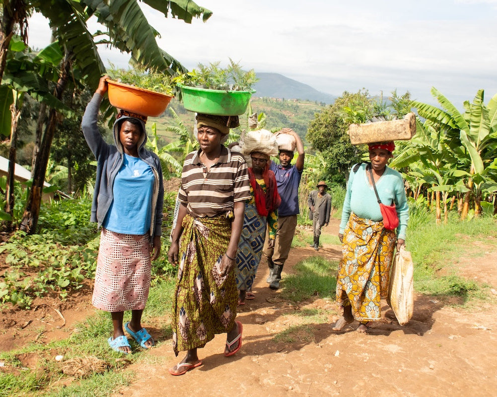 DOMA Coffee Roasting Company