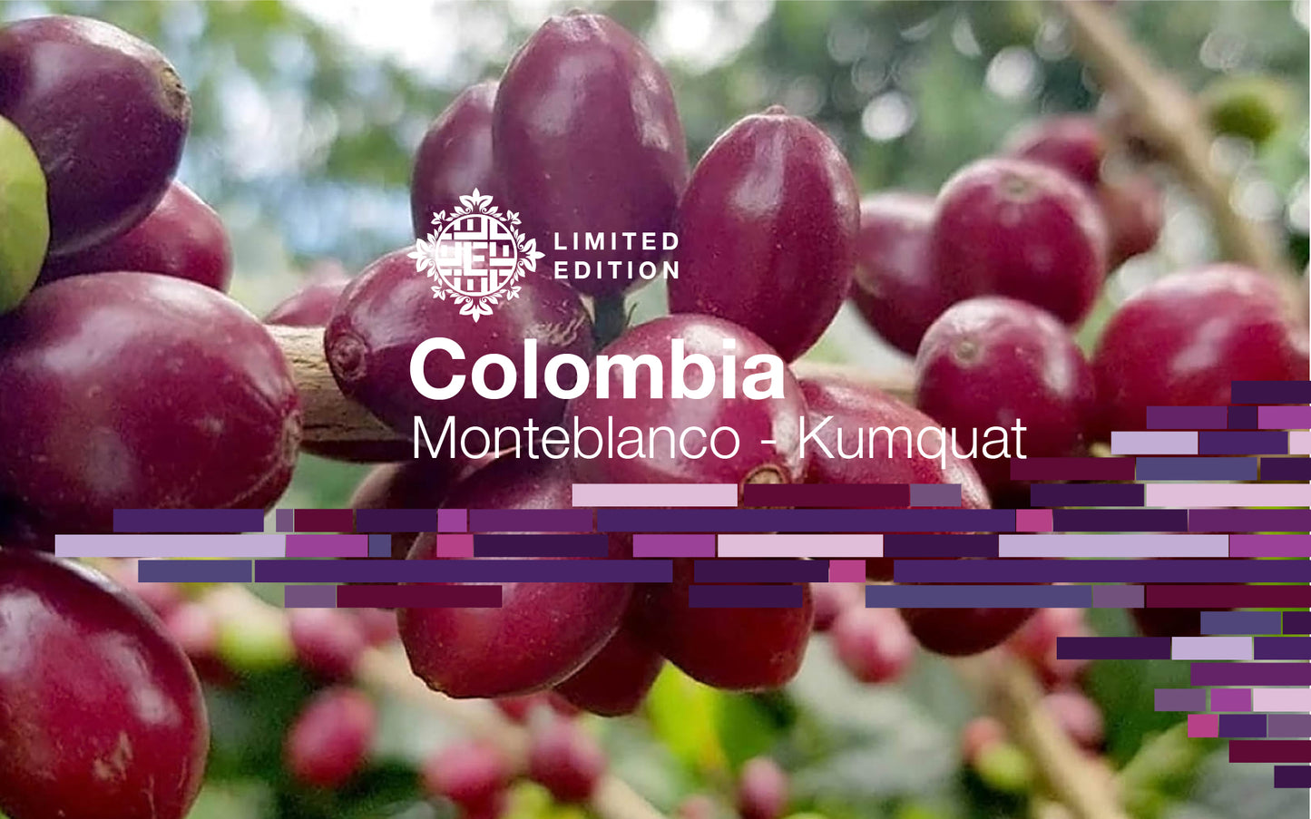 DOMA Coffee Roasting Company