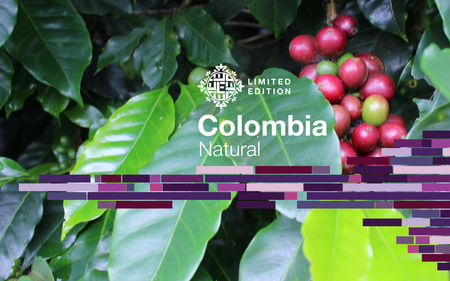 DOMA Coffee Roasting Company