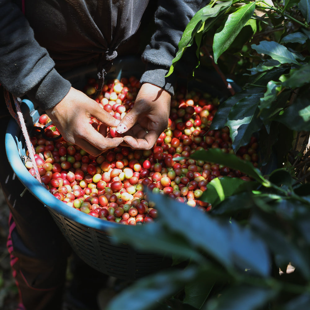 DOMA Coffee Roasting Company