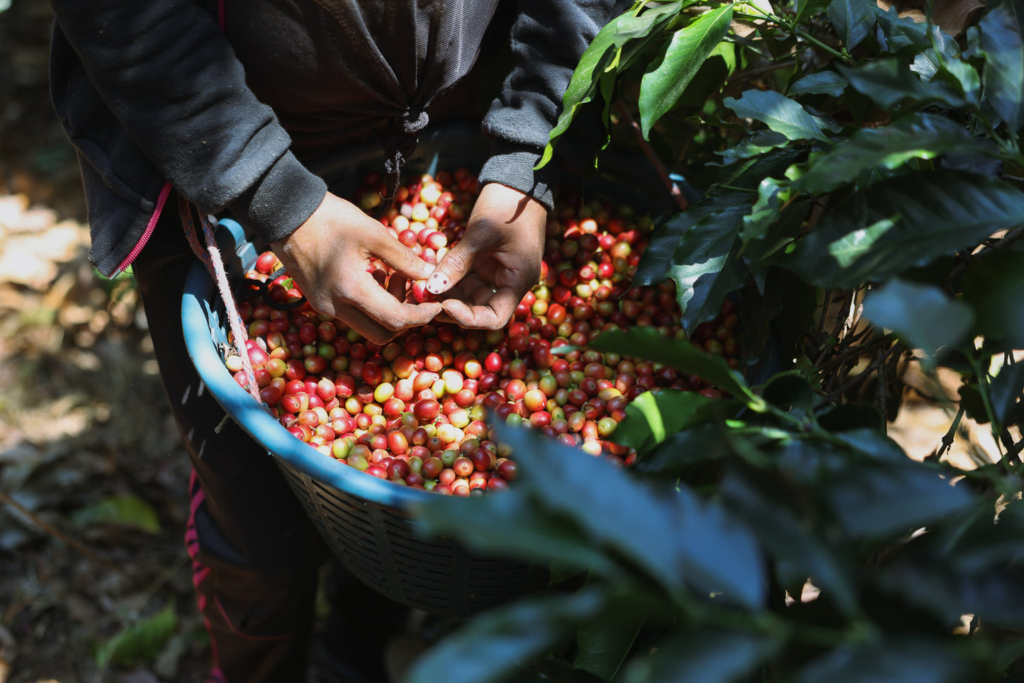 DOMA Coffee Roasting Company