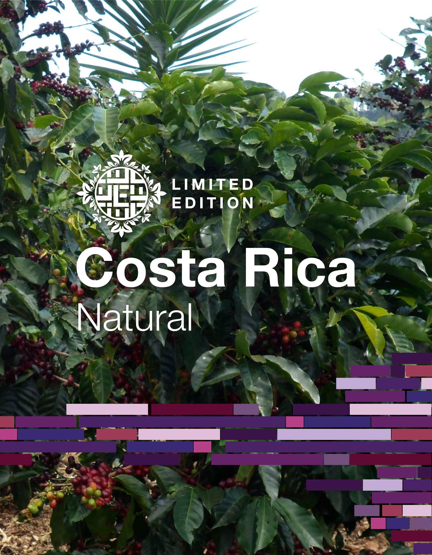 DOMA Coffee Roasting Company